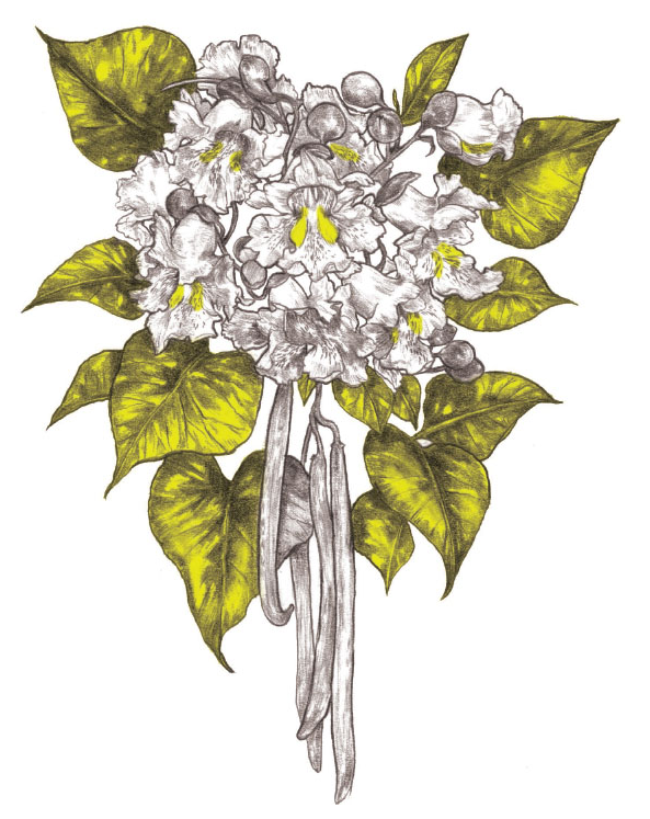 Catalpa